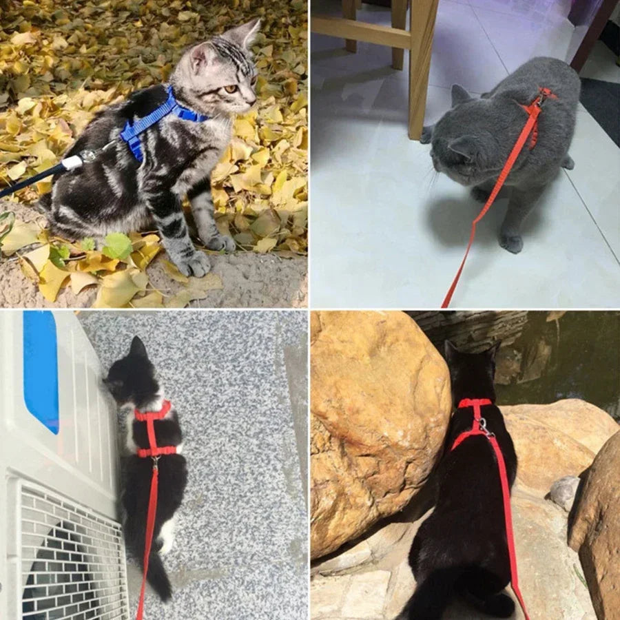 🐱 H-Style Cat Harness with Leash